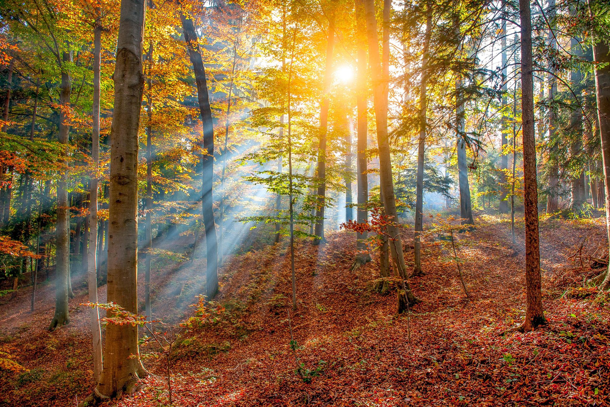 Enchanted Forest Weddings in Northern Ireland (3)