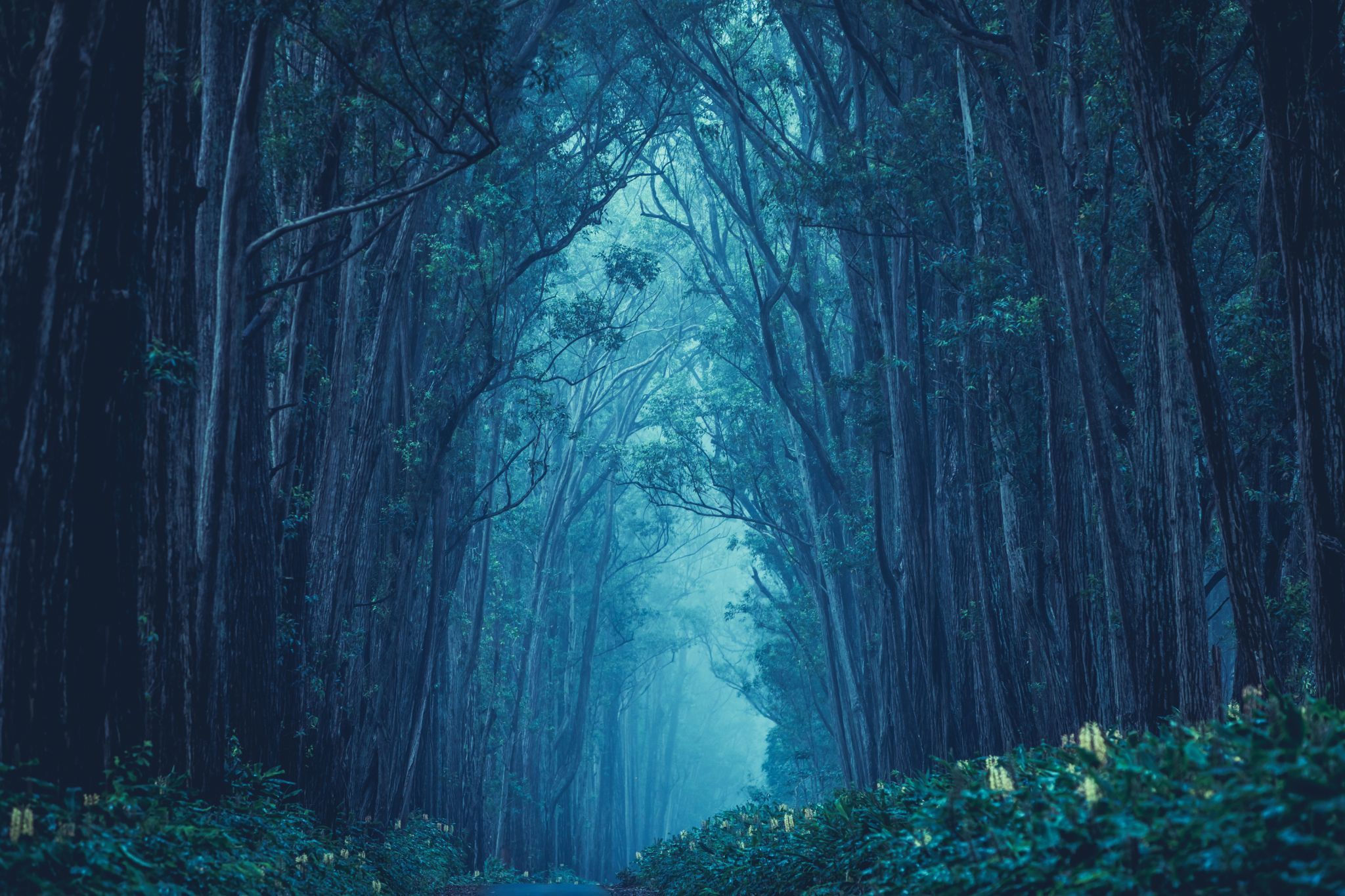 Enchanted Forest Weddings in Northern Ireland