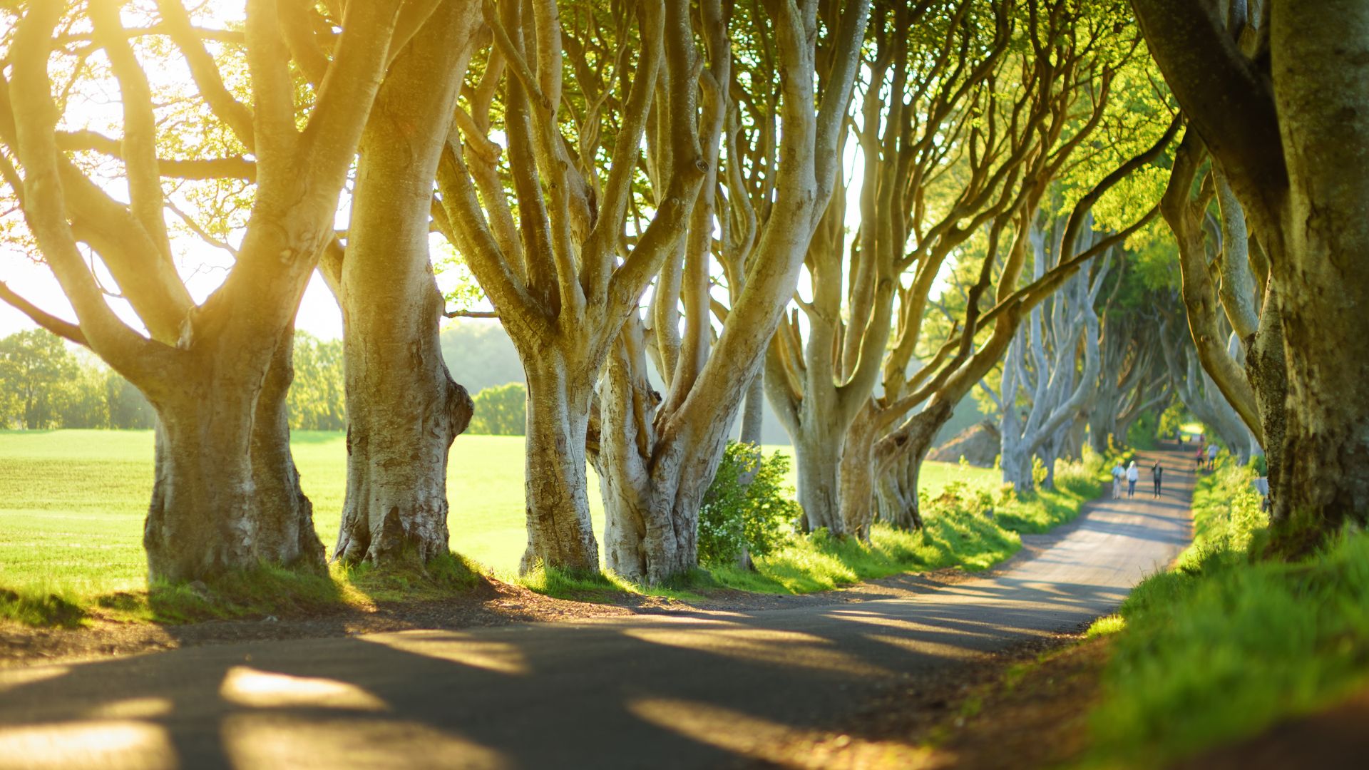 The Dark Hedges (1)