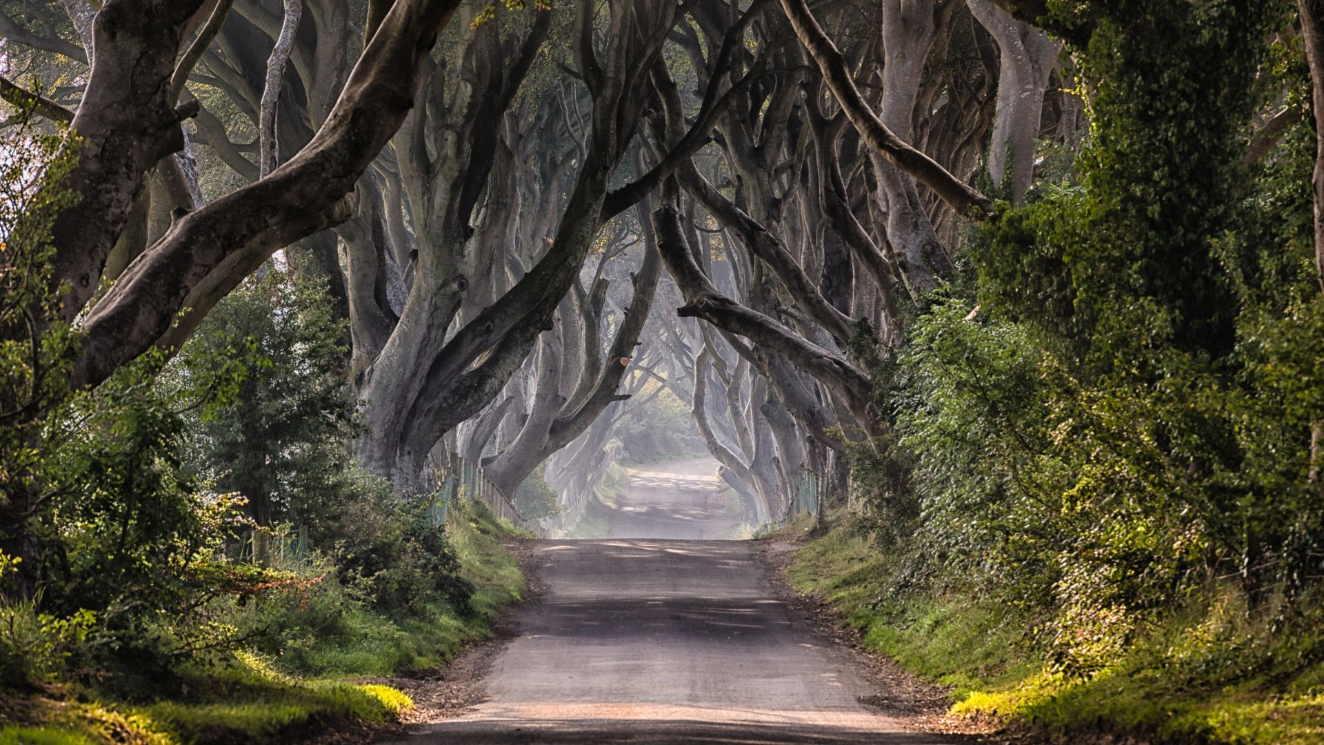 The Dark Hedges (3)