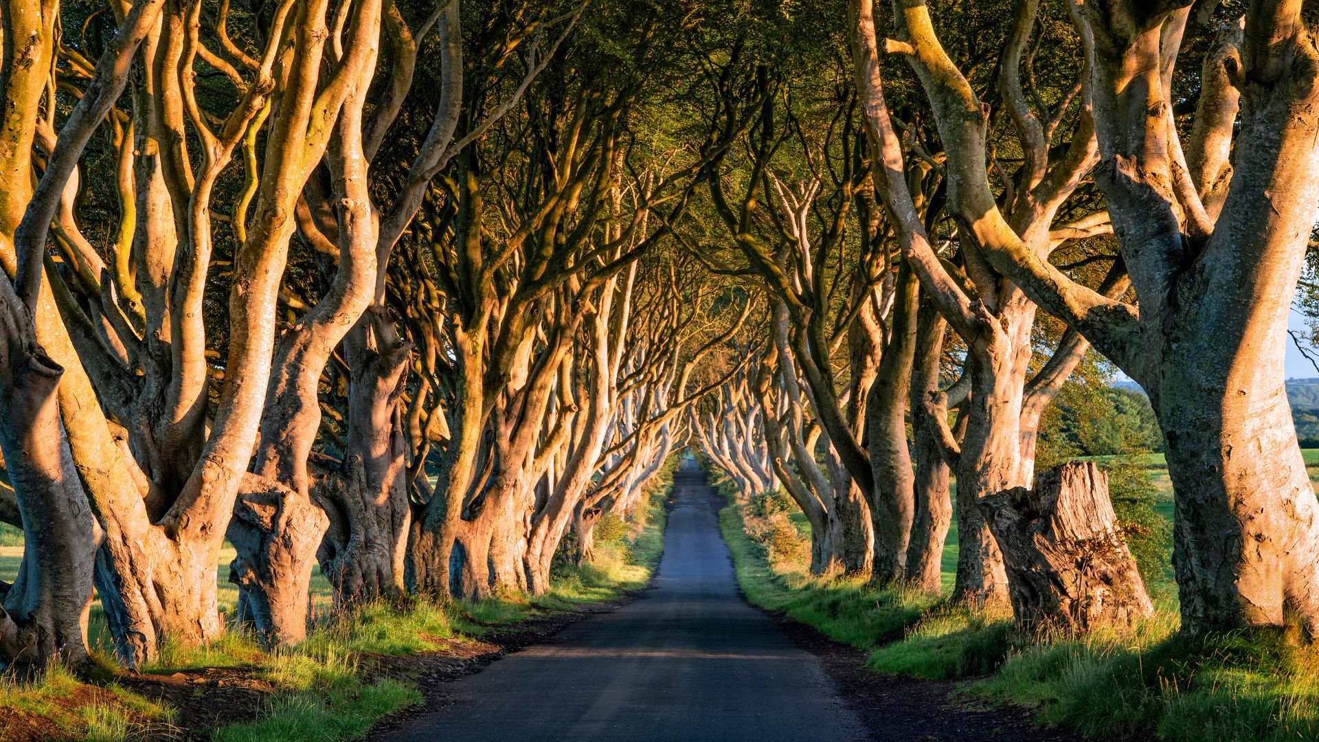The Dark Hedges (4)