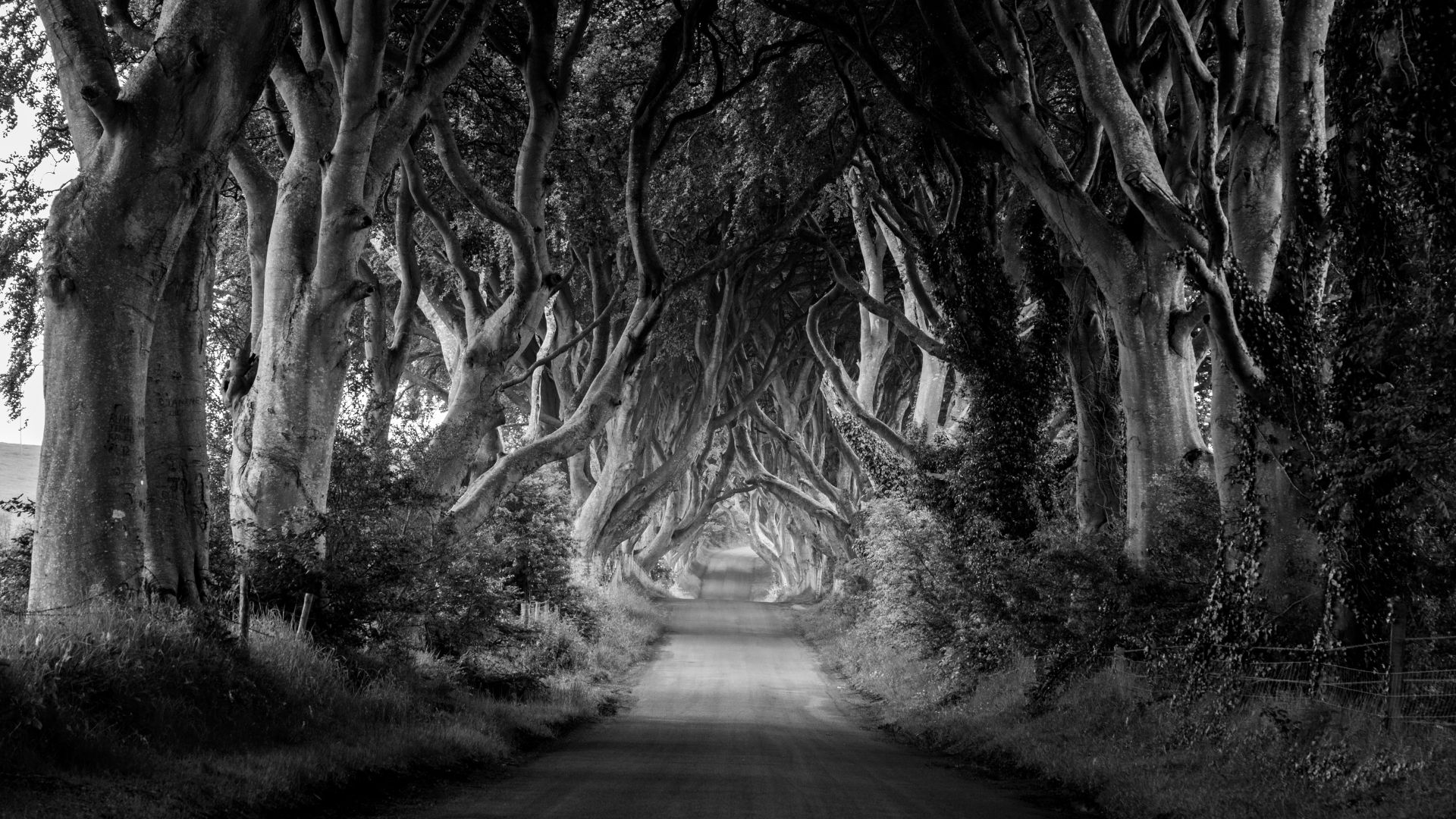 The Dark Hedges (5)