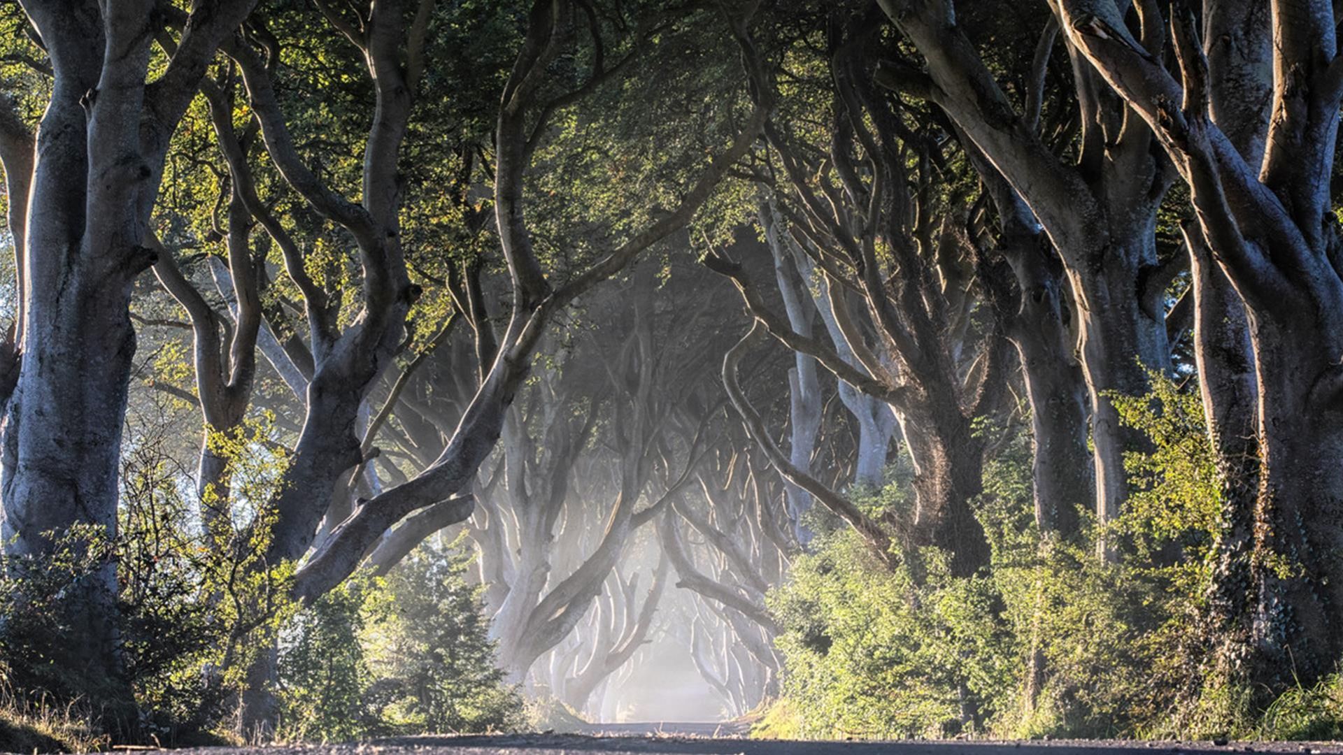 The Dark Hedges (6)