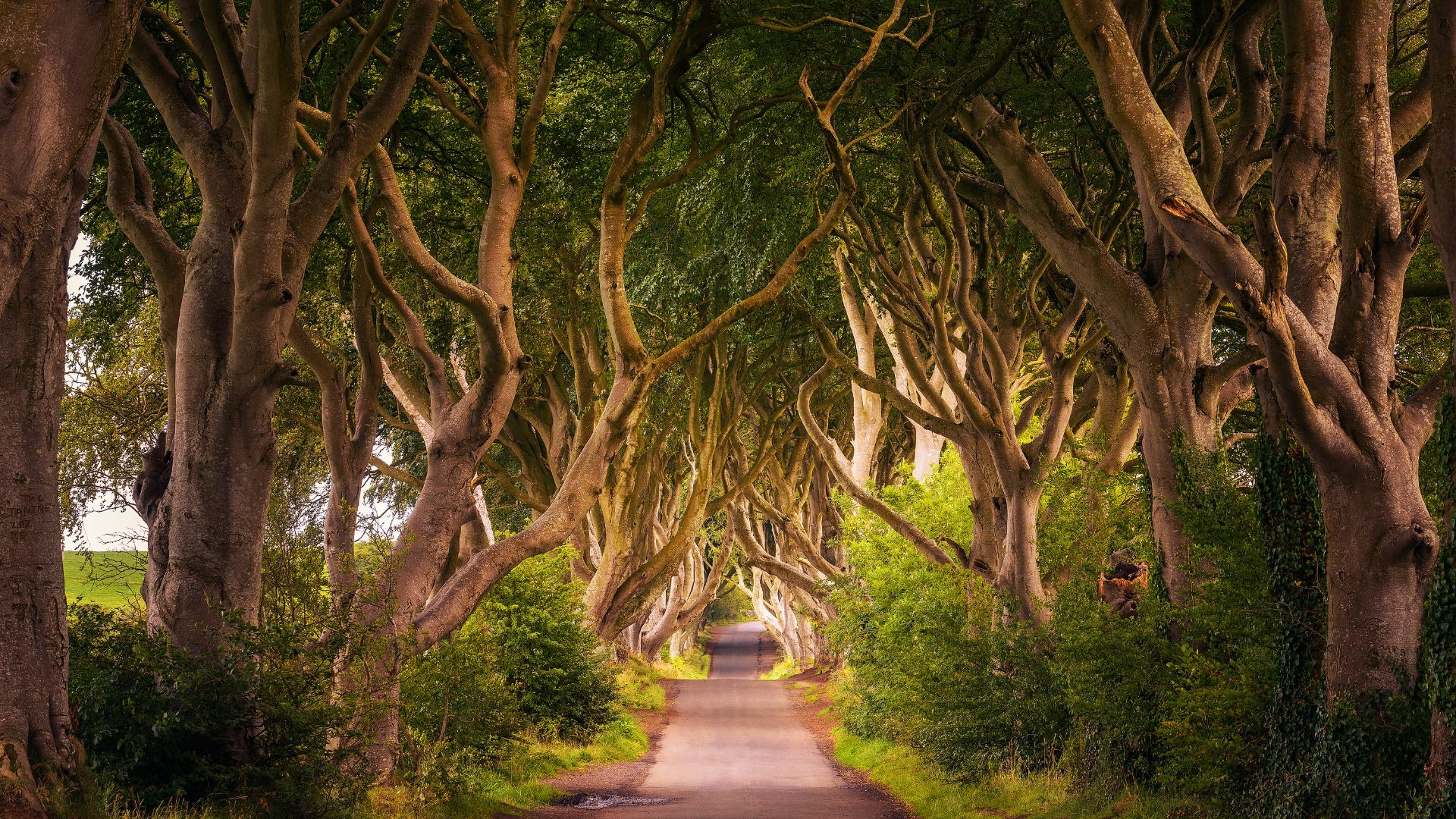 The Dark Hedges wedding venue